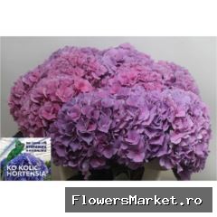 Hydrangea  'Cassanova'