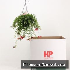 Aeschynanthus  'Caro Improved'