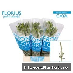 Veronica  'Caya'