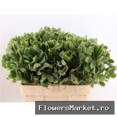 Pittosporum  'Ilan'