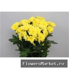 Chrysanthemum TR 'Pina Colada Yell'