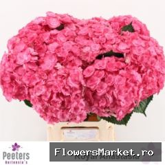 Hydrangea  'Royal Anastasia Rose'