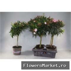 Nerium oleander   ...