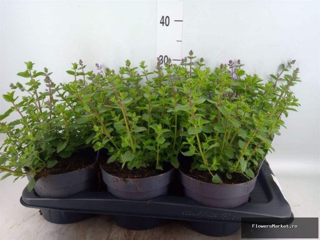 Nepeta faassenii 'Purrsian Blue'
