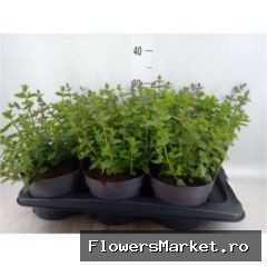 Nepeta faassenii 'Purrsian Blue'