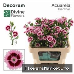 Dianthus  'Fiorino Acuarela'