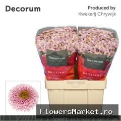 Chrysanthemum SA 'Doria Pink'