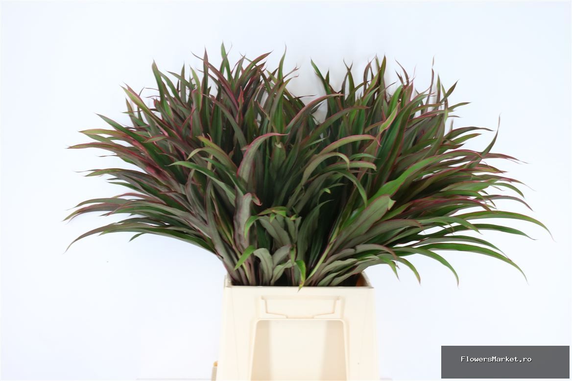 Cordyline Chicken Tail Top