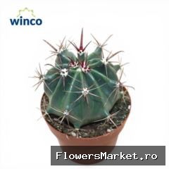 Cactus   ...