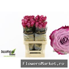 Rosa GR 'Deep Purple'