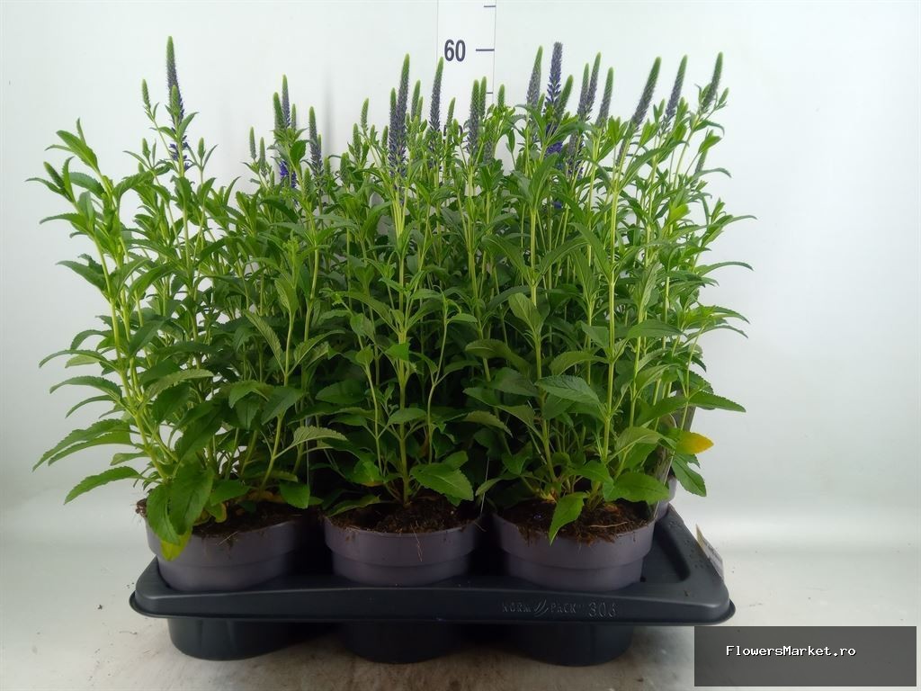 Veronica spicata 'Anniversary Blue'