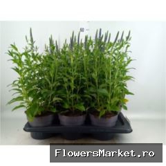 Veronica spicata 'Anniversary Blue'