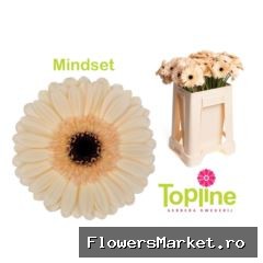 Gerbera MI 'Mindset'
