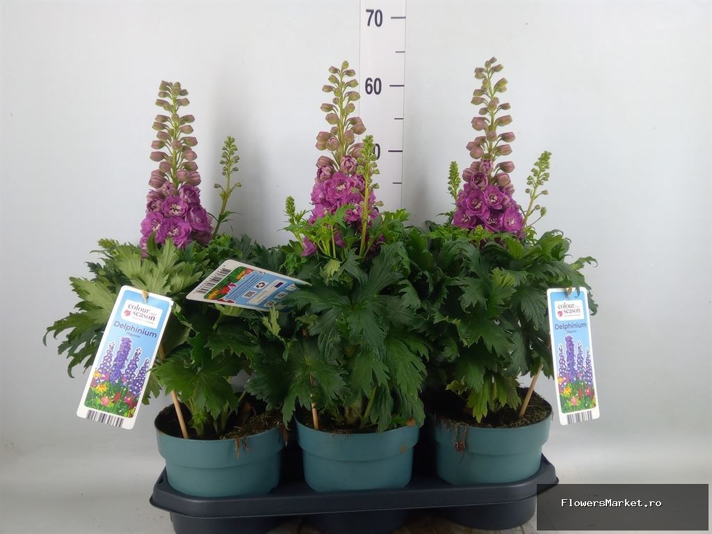Delphinium Delgenius Chantay P19
