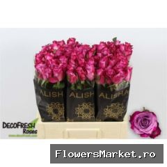 Rosa GR 'Deep Purple'