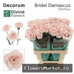 Dianthus ST 'Bridal Damascus'