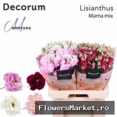 Eustoma russ. DU   ...mix in fust