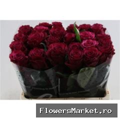 Rosa GR 'Venturoso'
