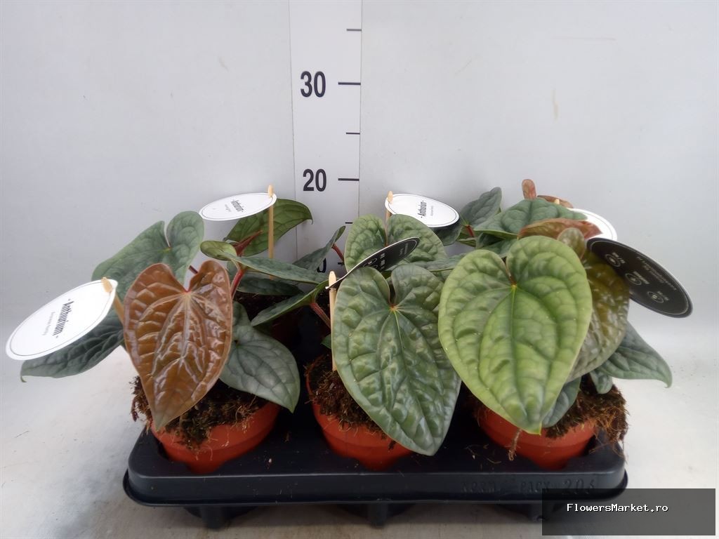 'Luxurians'