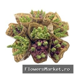 BQ Mono Antirrhinum 5 stems