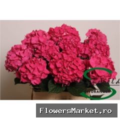 Hydrangea  'Rodeo Red'