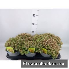 Sedum oreganum
