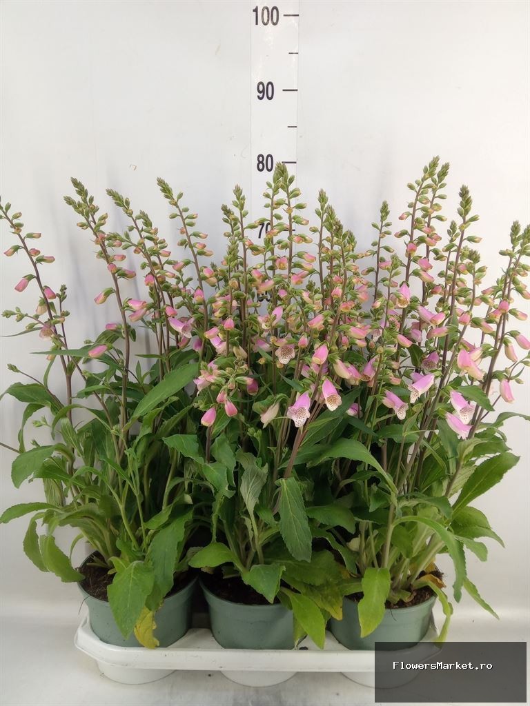 Digitalis 'Panther'