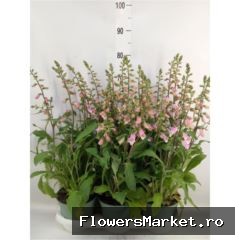 Digitalis 'Panther'