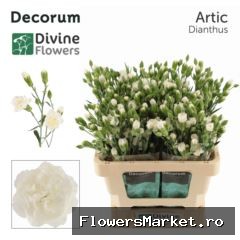 Dianthus TR 'Artic'