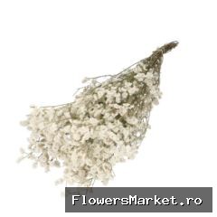 Droogbloem Limonium Diamond 70cm