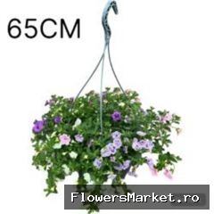 Hanging baskets