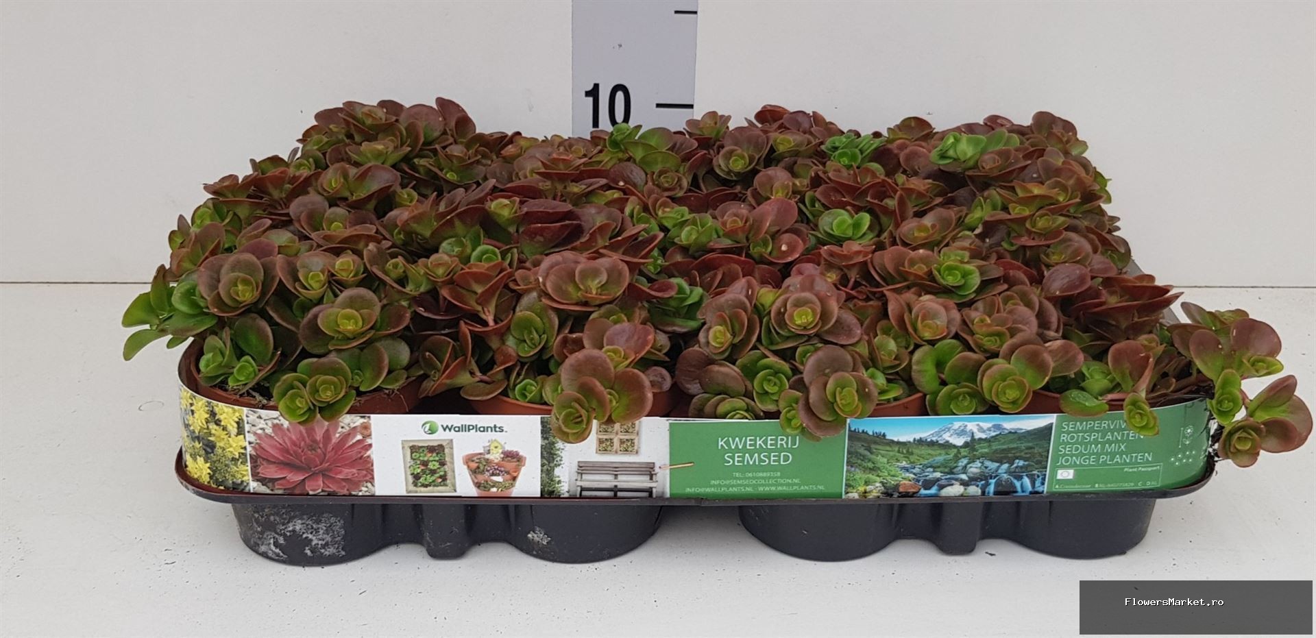 'Coraf Reef Green/Red'