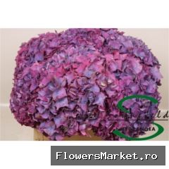 Hydrangea  'Glowing Alps Purple'