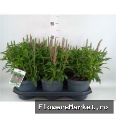 veronica spicata