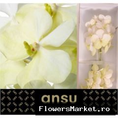 Vanda Tayanee White
