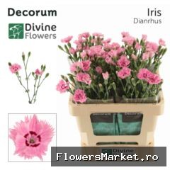 Dianthus  'Fiorino Iris'