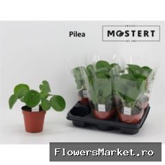 Pilea peperomoides