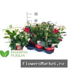 Mandevilla  'Rio Deep Red'