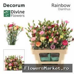 Dianthus TR   ...mix /bos