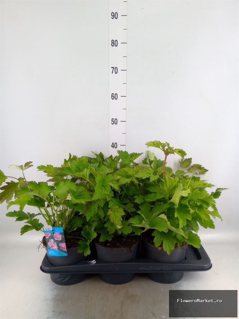Anemone hupehensis Rose Shades
