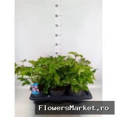 Anemone hupehensis Rose Shades