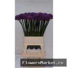Allium  'Gladiator'