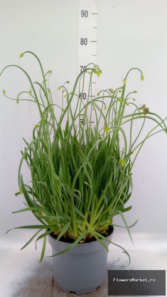Allium