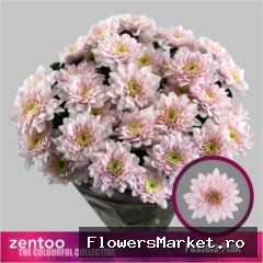 Chrysanthemum TR 'Pastela Pink'