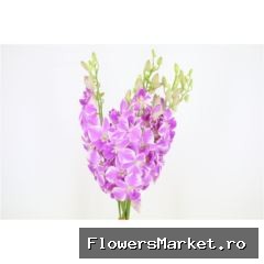 Dendro Natascha Pink Sg