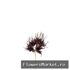 Opruiming Carnation Spider 55cm