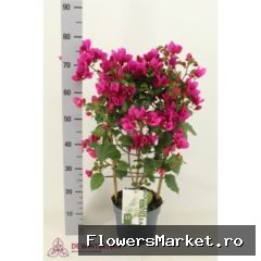 Bougainvillea 'Sanderiana'