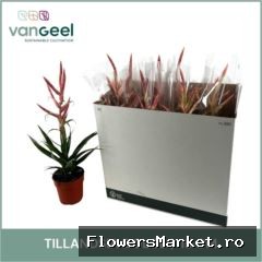 Mandevilla  'Dolce'