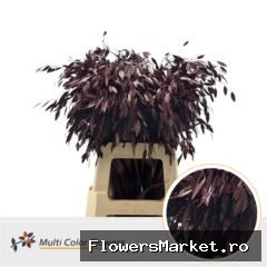 Chasmanthium Bordeaux