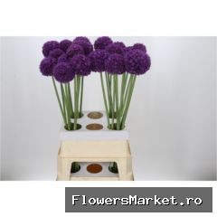 Allium  'Ambassador'